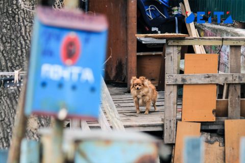 Очередную "чёрную передержку" животных обнаружили в Приморье