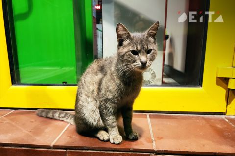 С "недобросовестной конкуренцией зоозащитников" разбирается прокуратура Находки