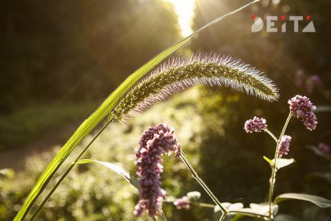В Приморье будет душно на новой неделе