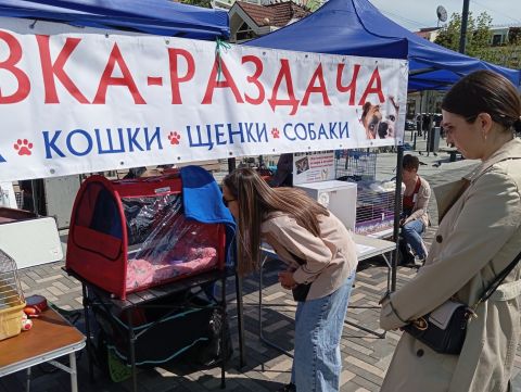 Подарить животным дом и заботу смогут жители Владивостока