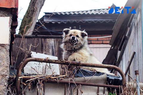 Полиция Приморья разбирается в инцидентах с жестоким обращением с животными