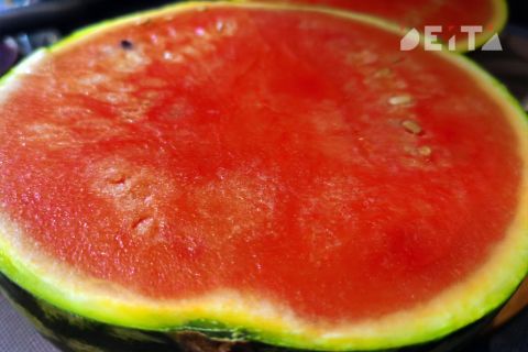 Нелегальный бахчевой развал ликвидировали во Владивостоке