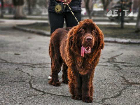 Намордника мало: депутаты ограничили выгул некоторых собак