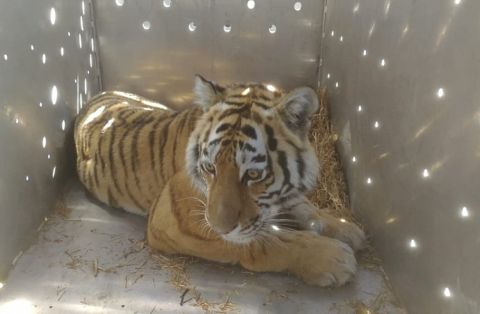 26 конфликтных тигров отловили на Дальнем Востоке