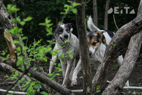 В Приморье будут судить чиновника после нападения собаки на ребенка