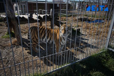 Дорога к уссурийским тигрятам стала быстрее