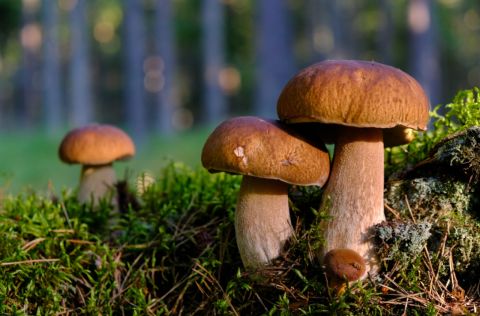 Грибников ждут крупные штрафы за сбор в неподходящем месте