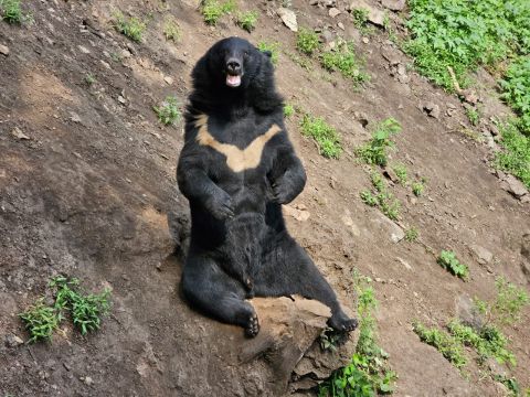 Медведь задрал пенсионерку на пришкольной территории в Петропавловске-Камчатском