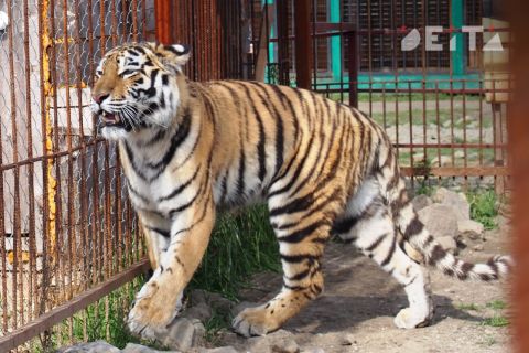 Не запрет, так ограничение - требования к циркам с животными ужесточат