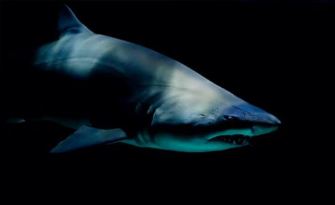 Жара и теплая вода привлекли в акваторию Приморья акул