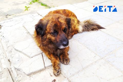 Бешеный самовыгул: житель Владивостока лишился собаки