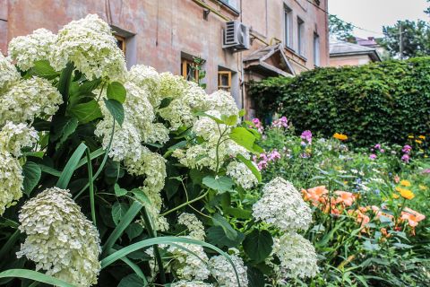 Похитительницу цветов судят в Приморье