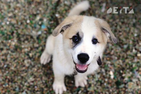 Минприроды предложило обязать маркировать домашних животных