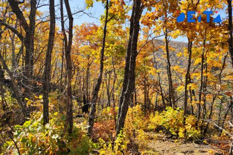 Какой погодой закончится сентябрь в Приморье