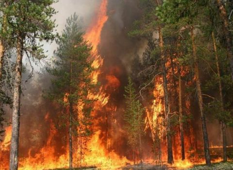 На 300 миллионов: дальневосточники подожгли лес по указу «кураторов»