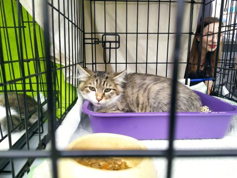 Рекордное число животных обрело дом на выставке-раздаче во Владивостоке