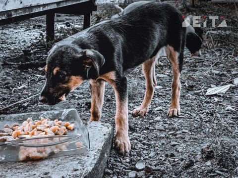 Уголовное дело по двум статьям возбуждено после нападения стаи собак на ребёнка во Владивостоке