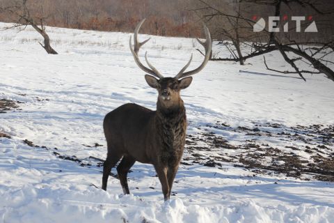 Олень убил смотрителя в дальневосточном зоопарке