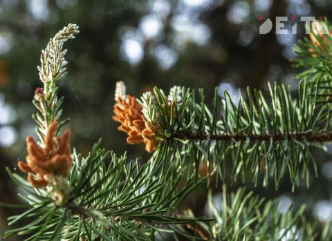 Конец весны в Приморье будет холодным